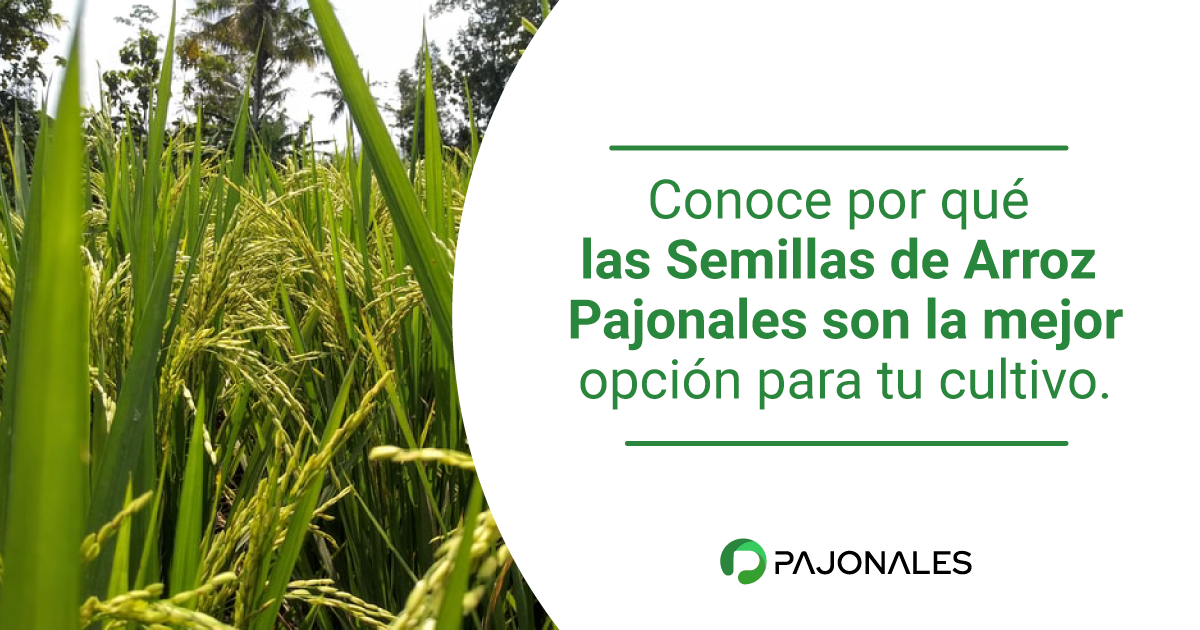 semilla de arroz Pajonales